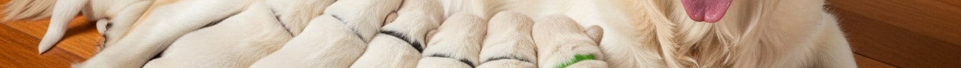 ¿Cuánto dura el embarazo de un perro? Guía completa para dueños responsables