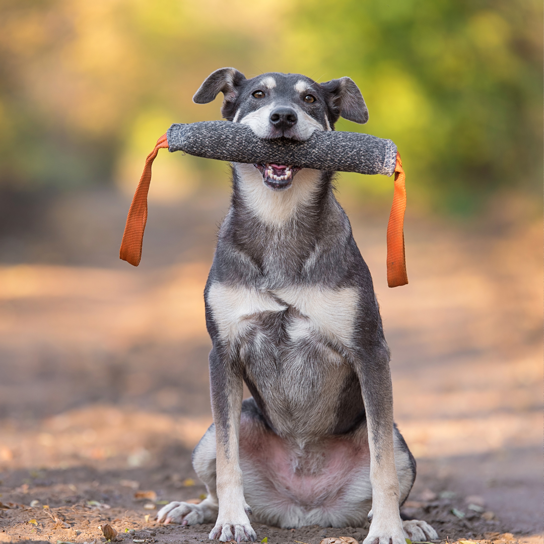Cómo entrenar a tu perro | 5 órdenes básicas y consejos