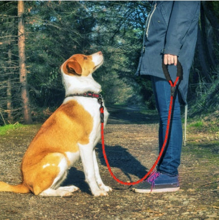 Magnificent Reflective dog Leash - Best Canine Bargains