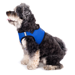 Collection image for: Collares y correas para cachorros